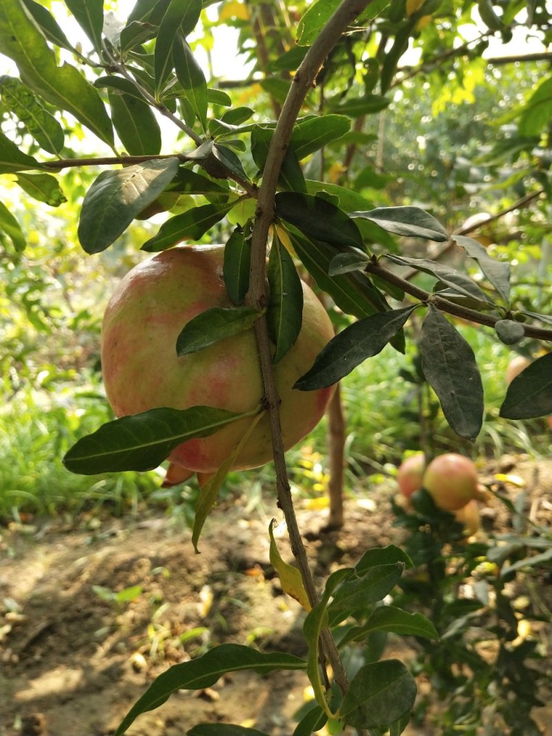 突尼斯软籽石榴树苗