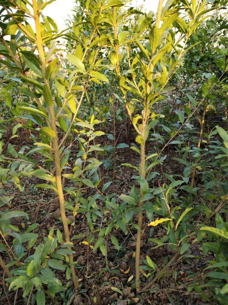 突尼斯软籽石榴树苗