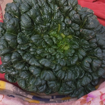 盘菜