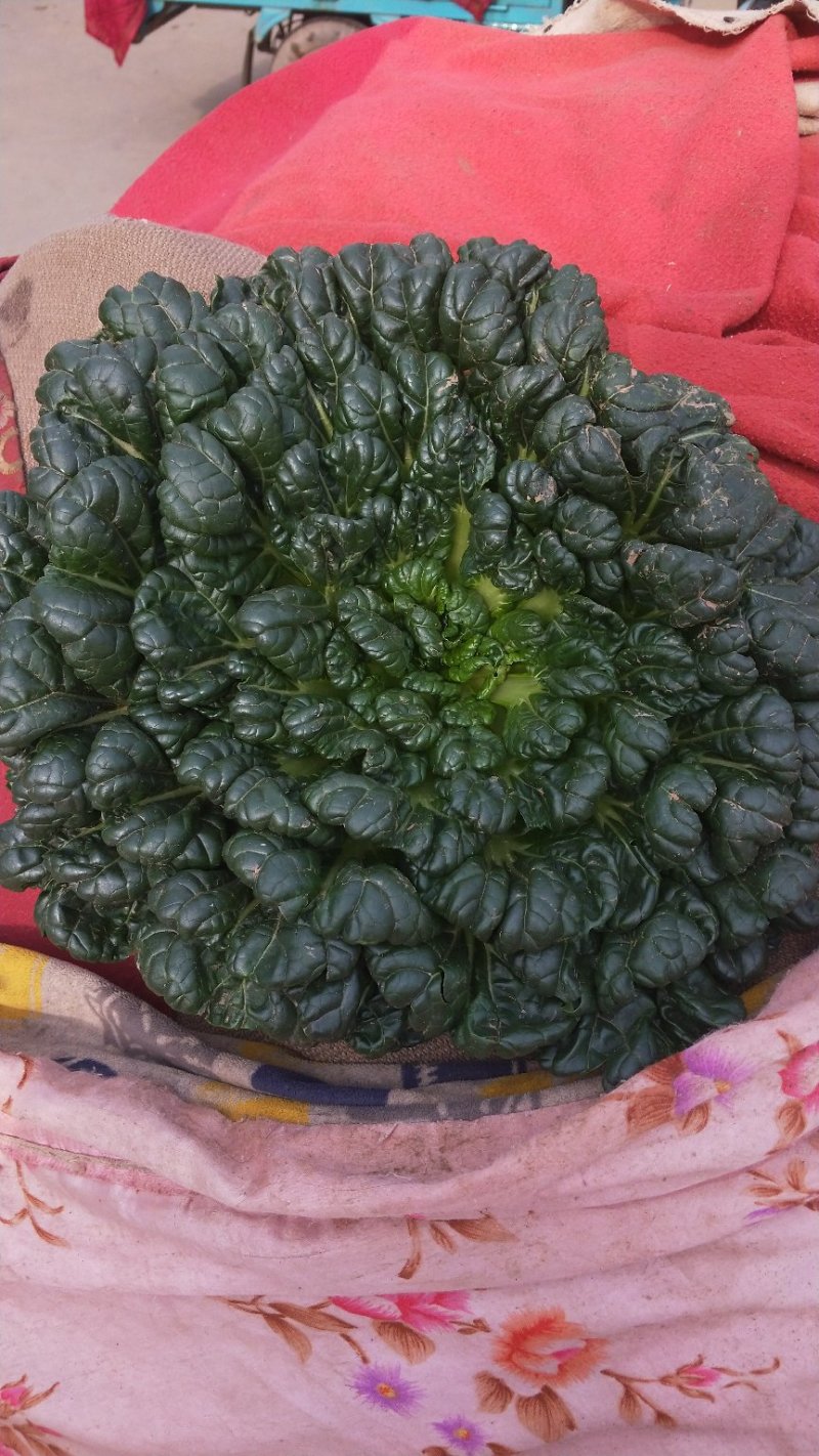 盘菜