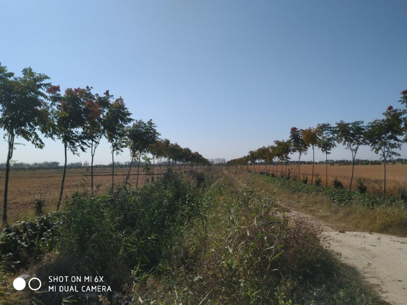 栾树6-9公分，量大