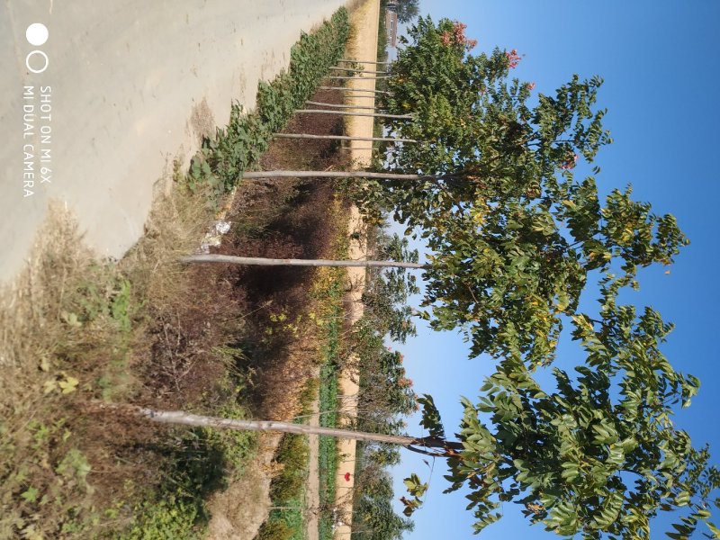 栾树6-9公分，量大