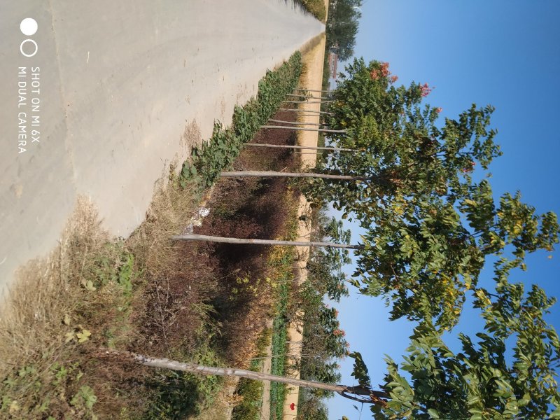 栾树6-9公分，量大