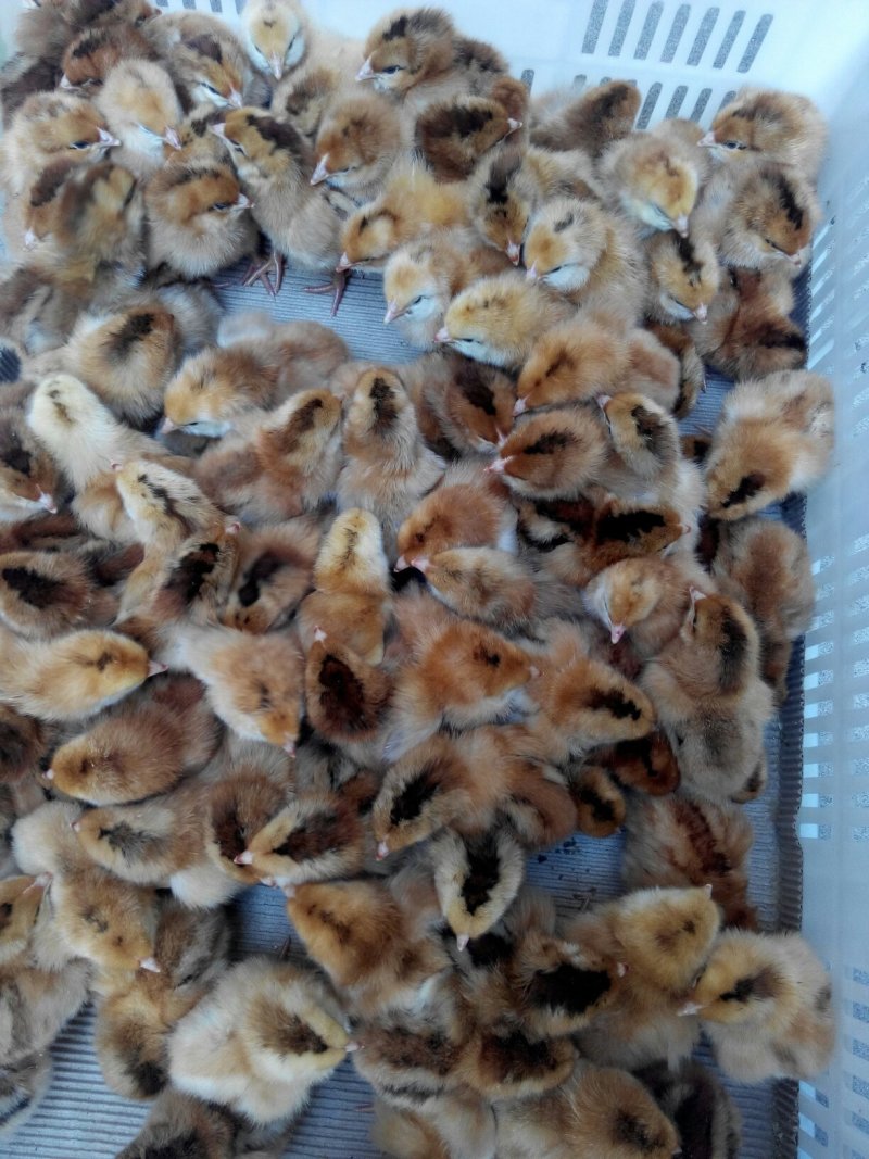 禽畜种苗红玉鸡苗九斤红鸡苗红380公鸡苗