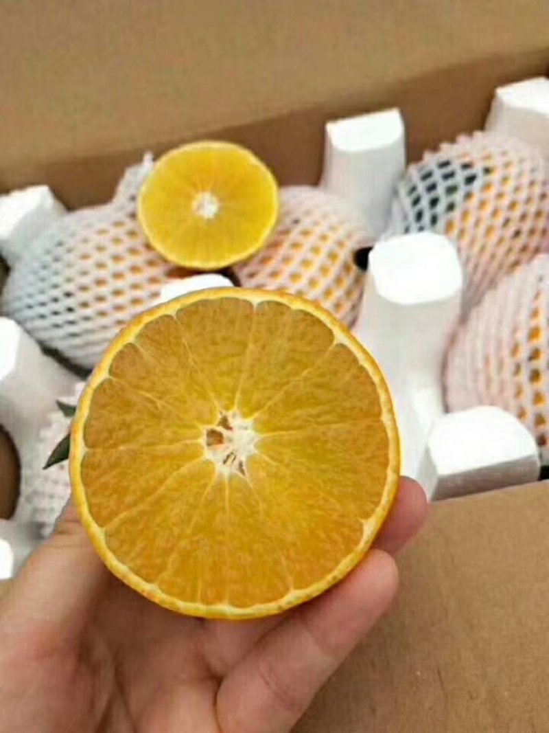 橙子🍊