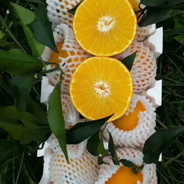 橙子🍊