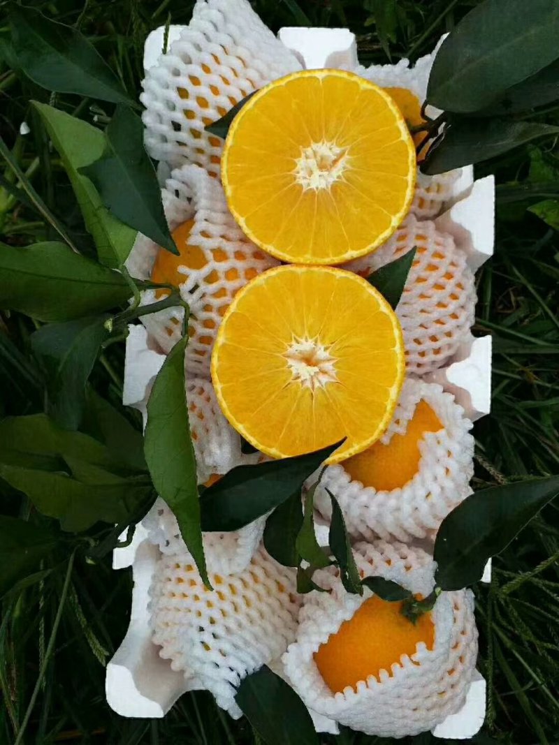 橙子🍊