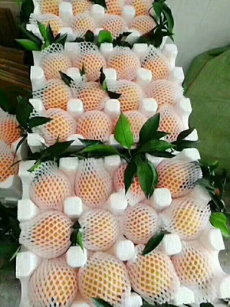 橙子🍊
