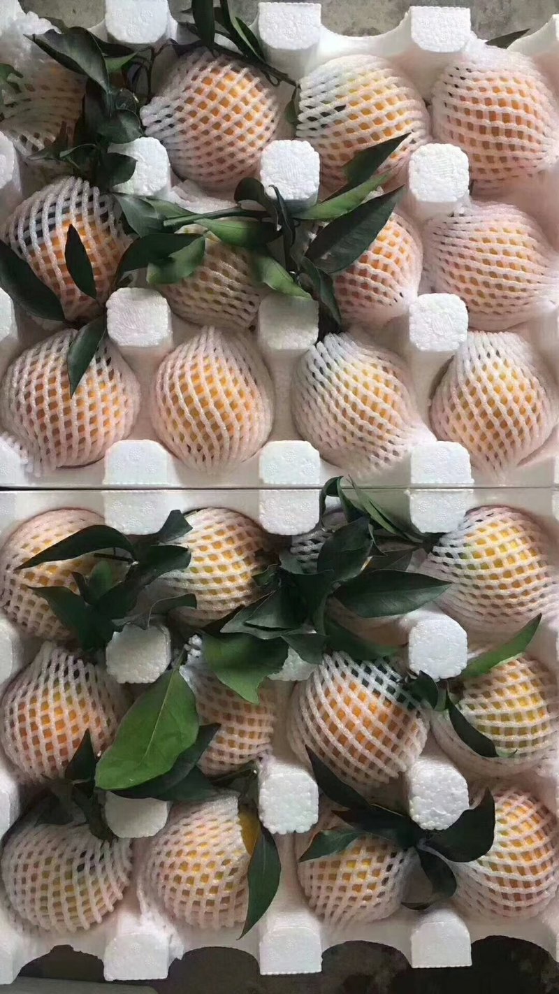 橙子🍊