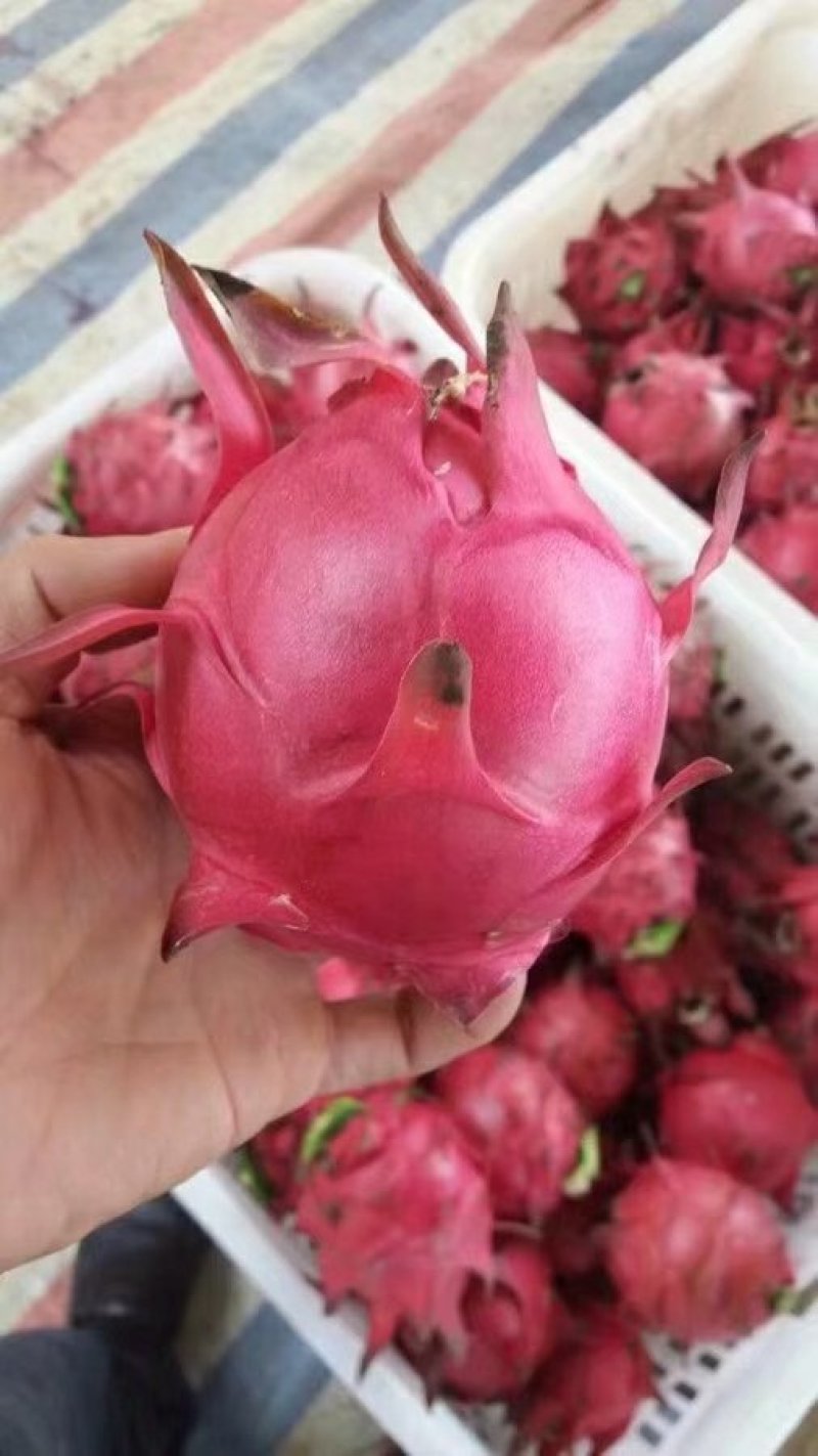 火龙果