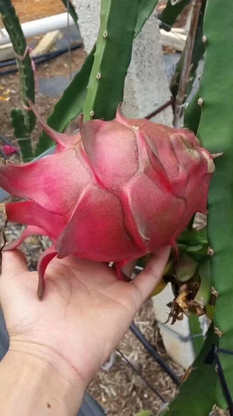 火龙果