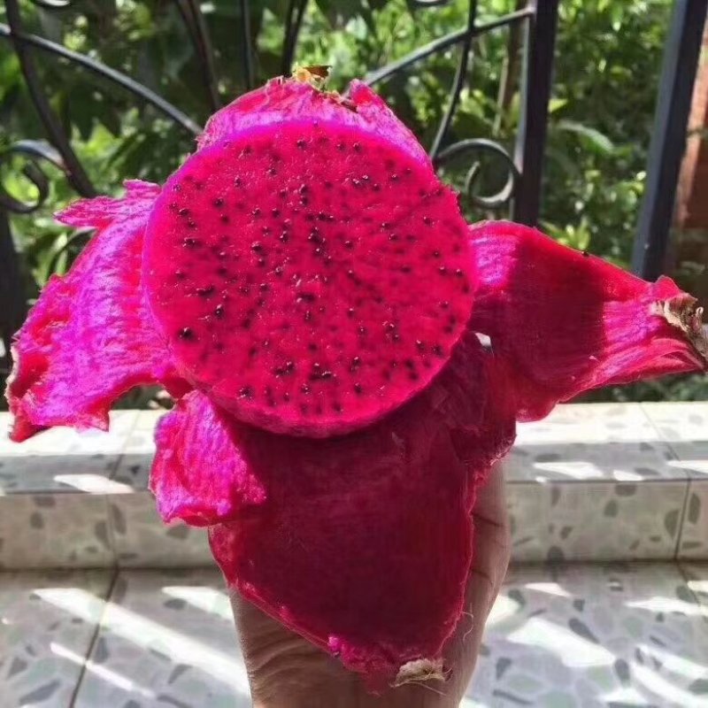火龙果