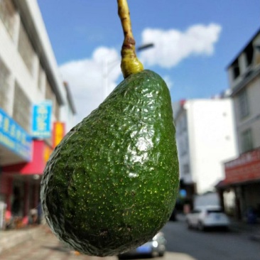 牛油果试吃装9.9