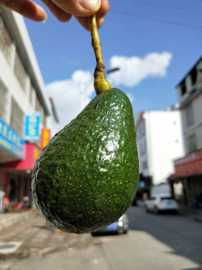 牛油果试吃装9.9
