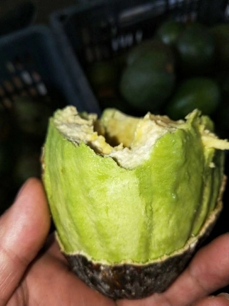 牛油果试吃装9.9