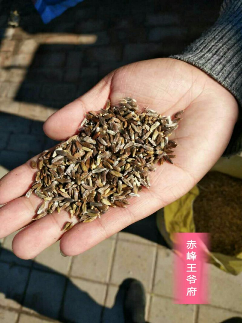 赤峰喀旗道地北苍术种子，自然成熟颗粒饱满。