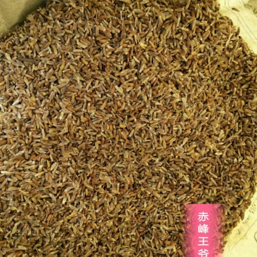 赤峰喀旗道地北苍术种子，自然成熟颗粒饱满。