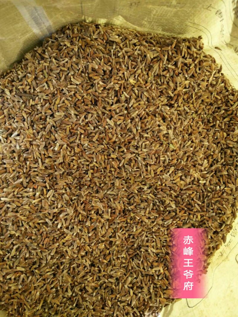 赤峰道地苍术籽野生移栽苍术朱砂素含量很高，出苗率95以上