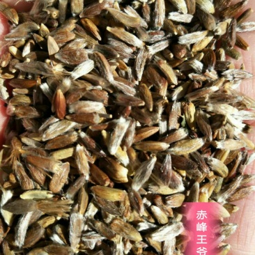 赤峰道地苍术籽野生移栽苍术朱砂素含量很高，出苗率95以上
