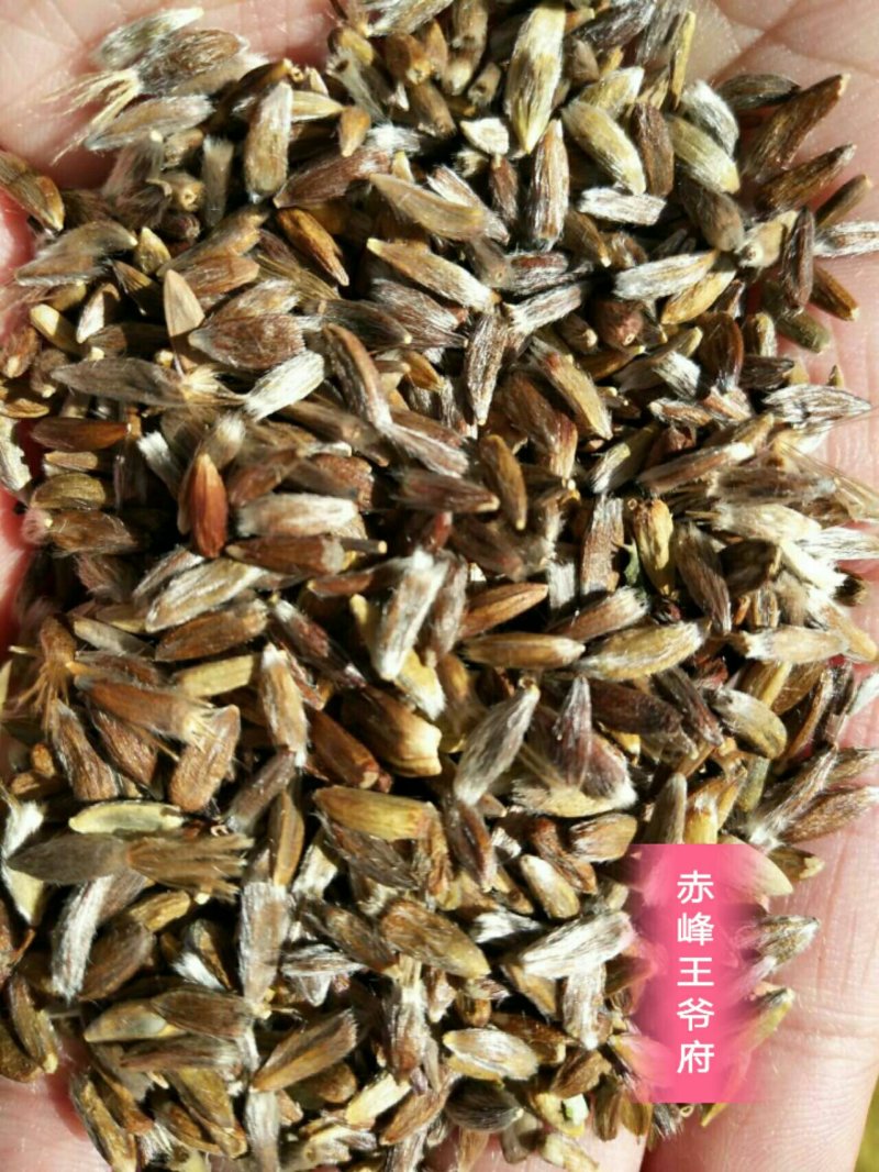 赤峰道地苍术籽野生移栽苍术朱砂素含量很高，出苗率95以上