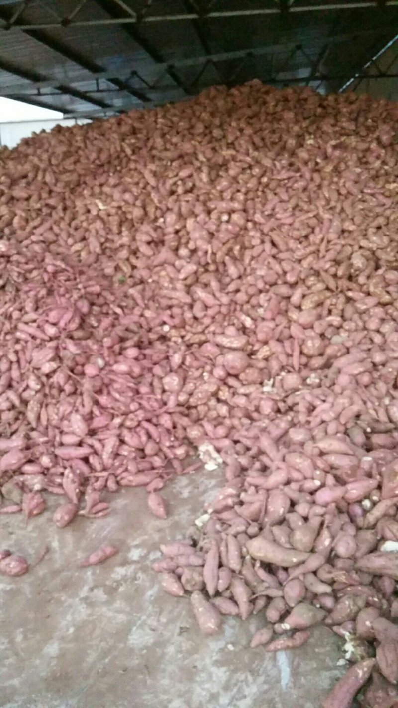 高粉红薯