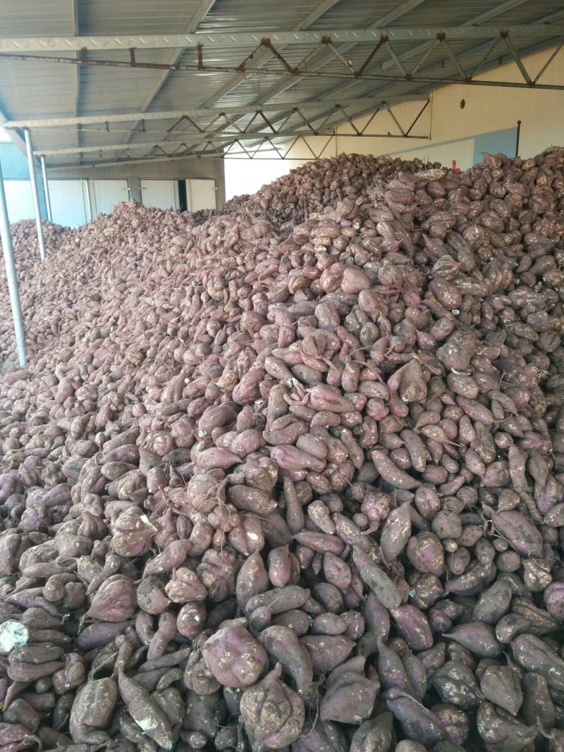 高粉红薯