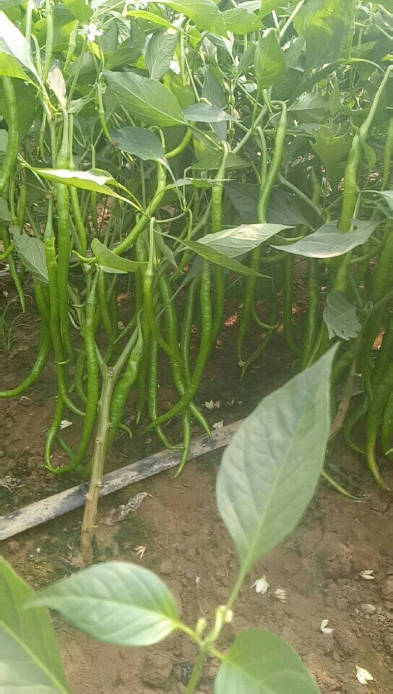 线椒二荆条。。301大量上市了。有需要的來看看