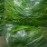 线椒二荆条。。301大量上市了。有需要的來看看