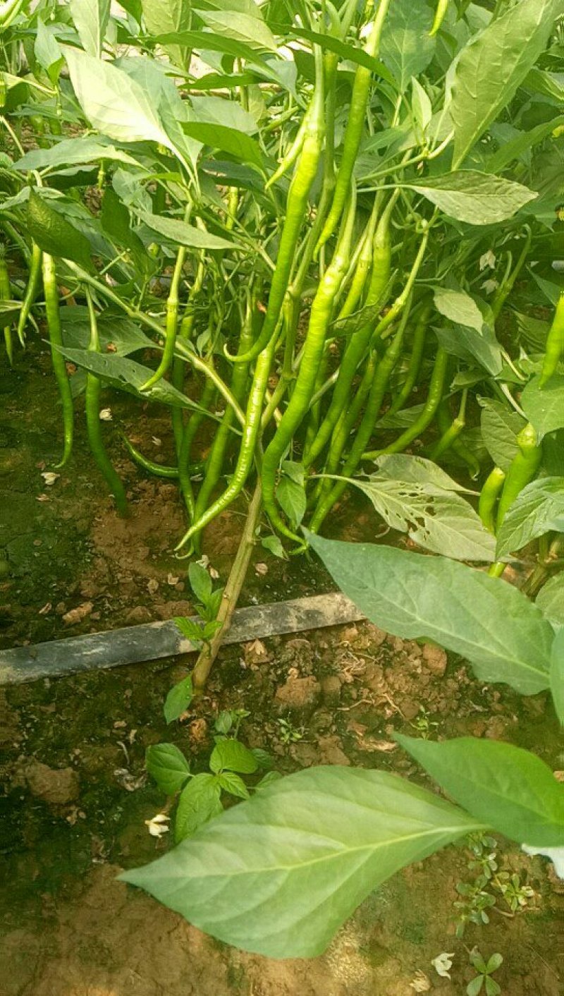 线椒二荆条。。301大量上市了。有需要的來看看