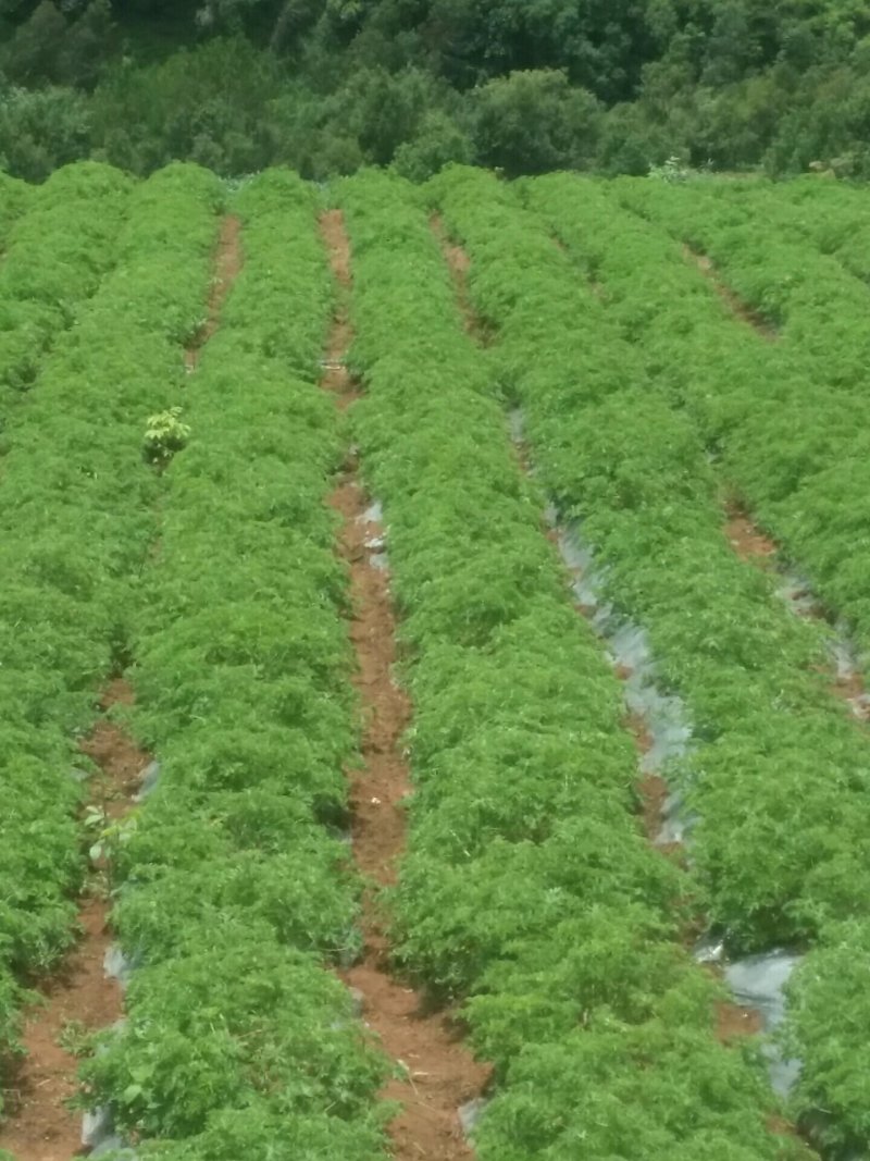 香叶天竺葵种苗
