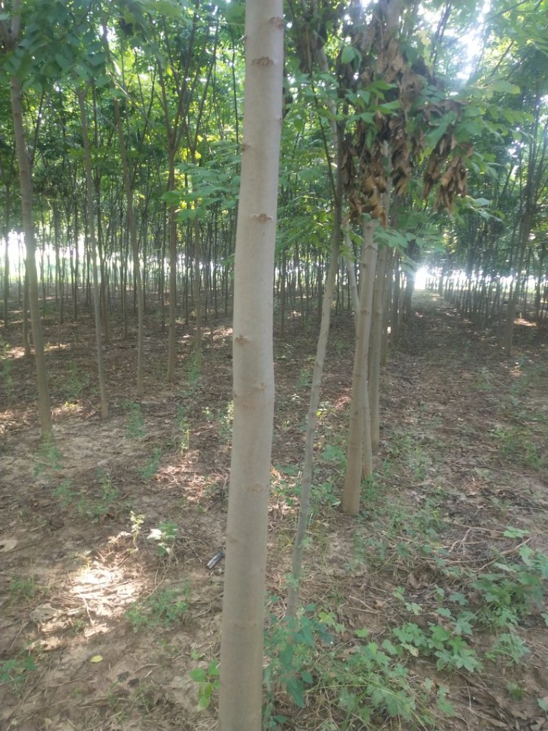 河南郸城县栾树7一10公分
