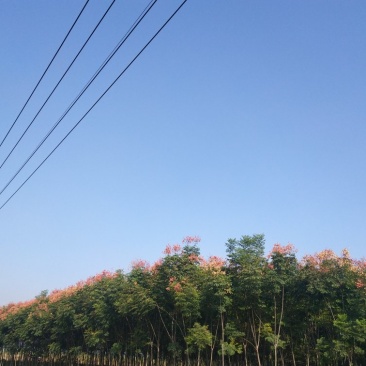 河南郸城县栾树7一10公分