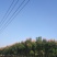 河南郸城县栾树7一10公分