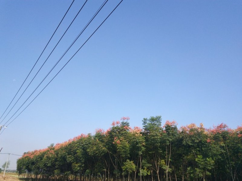 河南郸城县栾树7一10公分