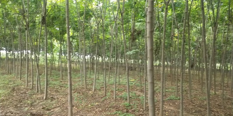 河南郸城县栾树7一10公分