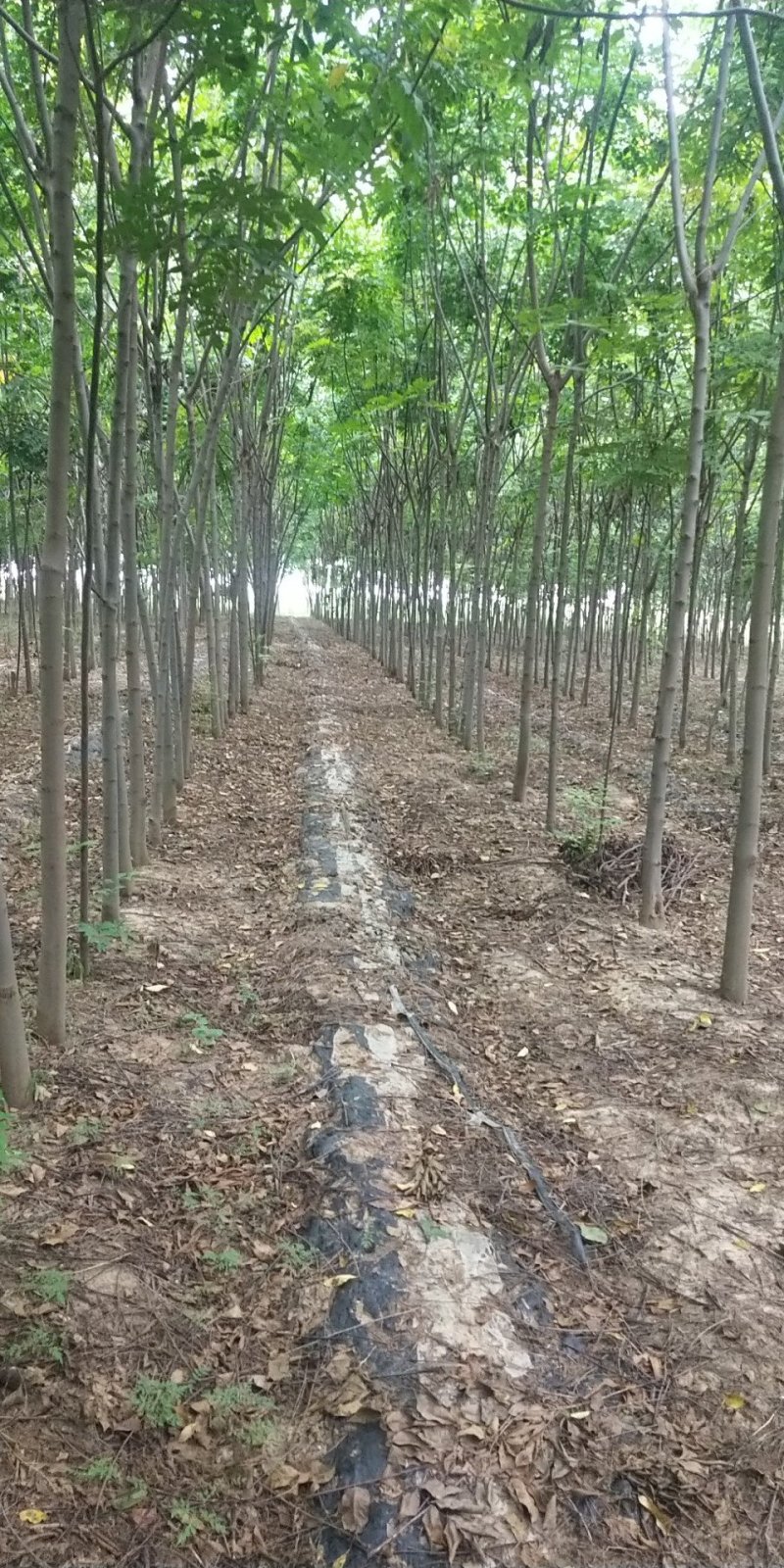 河南郸城县栾树7一10公分