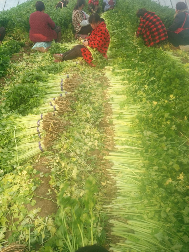 砀山县芹菜，玻璃脆芹菜，产地直发，质量好，诚信代发，