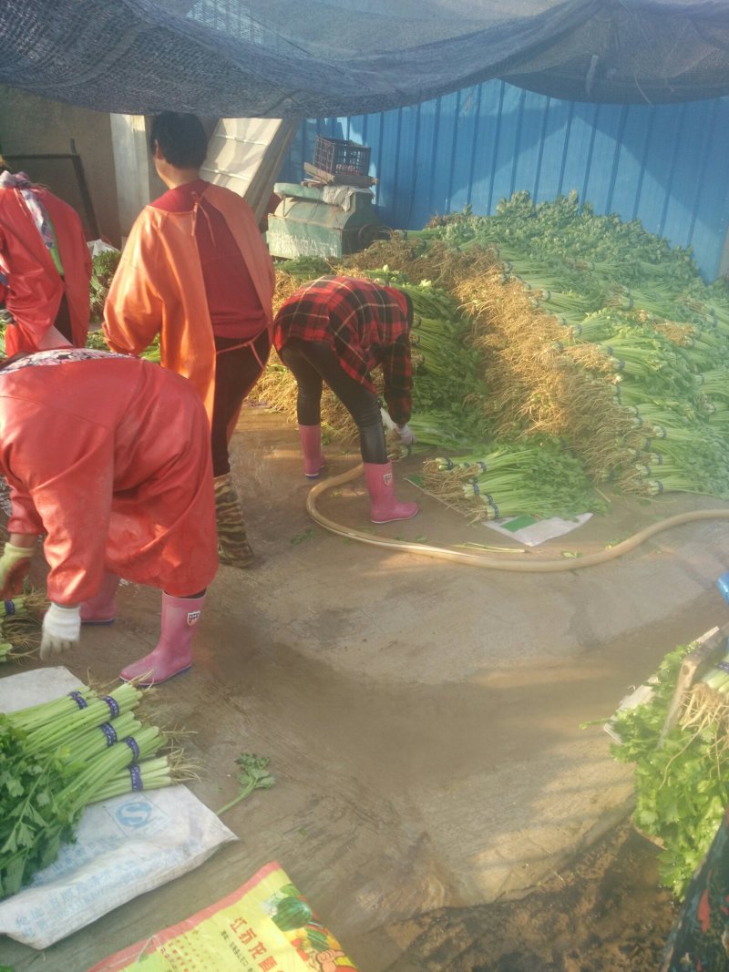 砀山县芹菜，玻璃脆芹菜，产地直发，质量好，诚信代发，