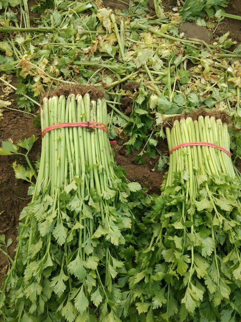 砀山县芹菜，玻璃脆芹菜，产地直发，质量好，诚信代发，
