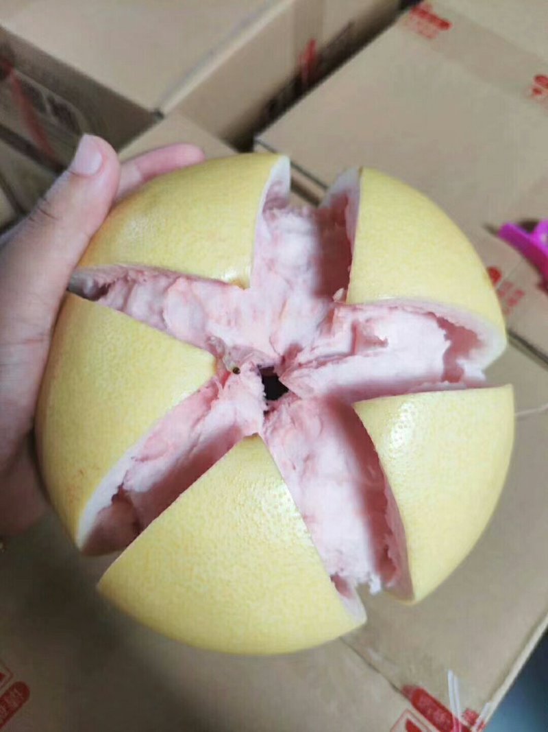 福建平和三红柚，红柚，白柚，果园直供，代办批发，质量保证