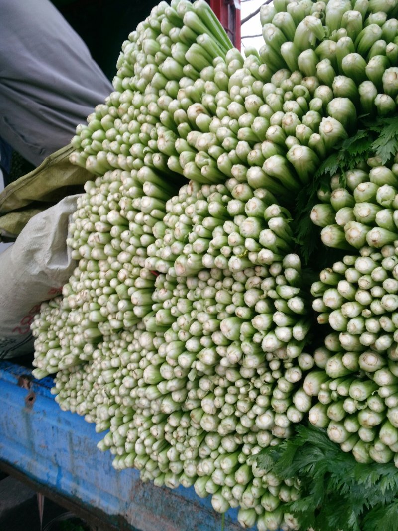 砀山县芹菜，法国皇后芹菜50cm以上，中小棵，保质保量