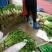 砀山县芹菜，法国皇后芹菜50cm以上，中小棵，保质保量