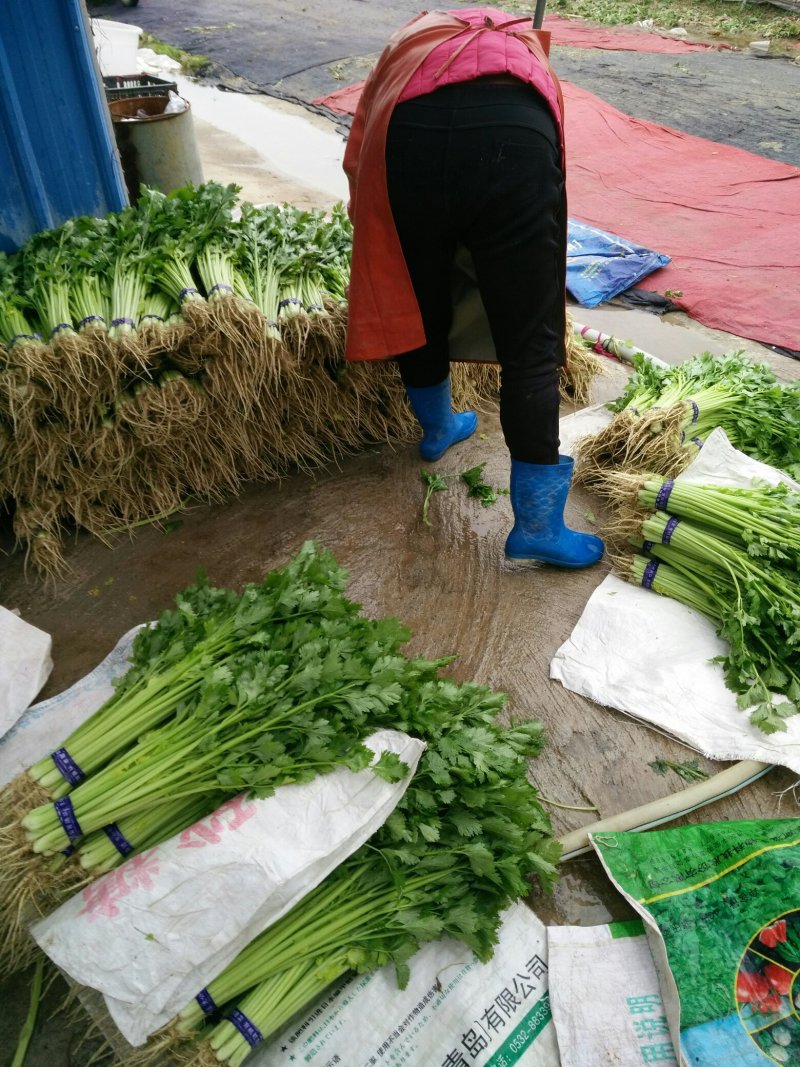 砀山县芹菜，法国皇后芹菜50cm以上，中小棵，保质保量