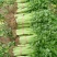 砀山县芹菜，法国皇后芹菜50cm以上，中小棵，保质保量