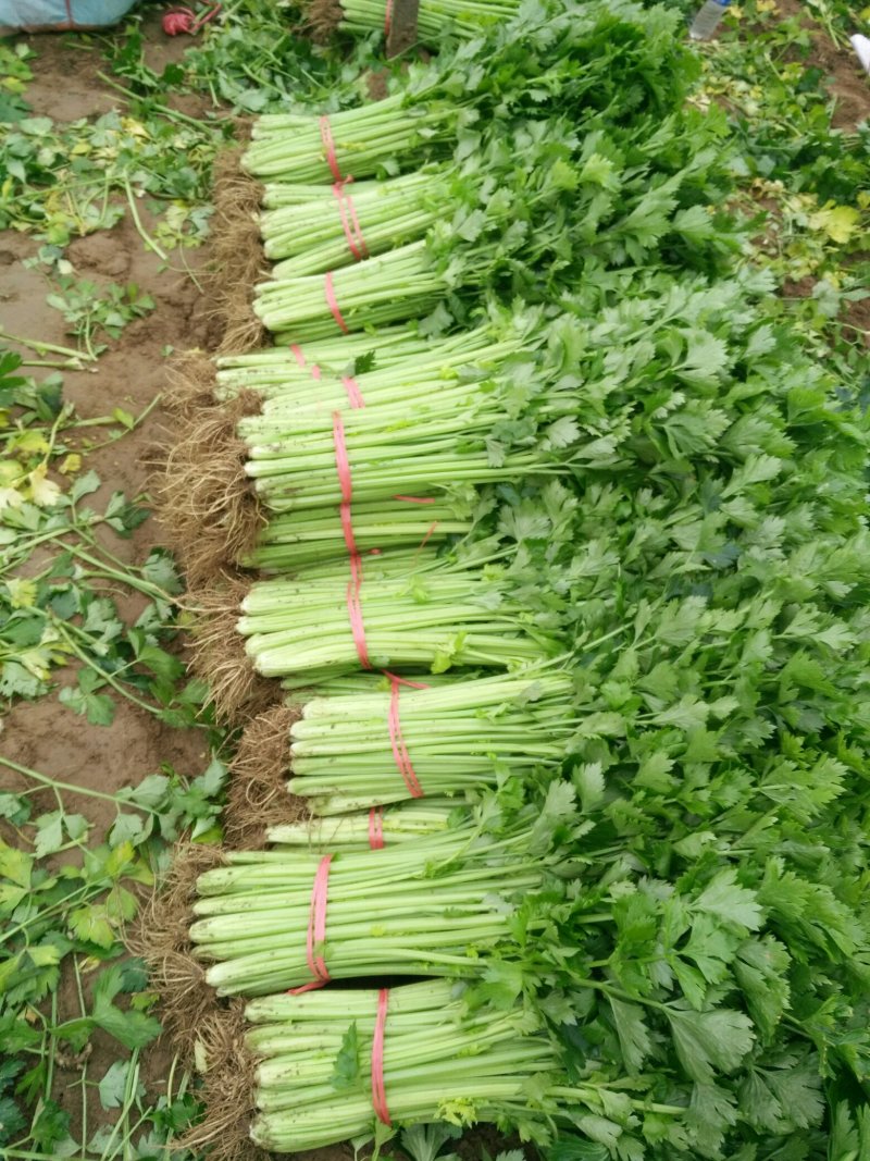 砀山县芹菜，法国皇后芹菜50cm以上，中小棵，保质保量