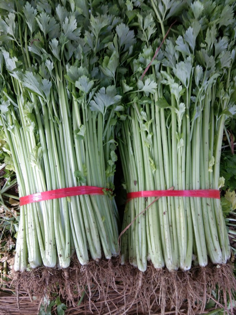 砀山县芹菜，法国皇后芹菜50cm以上，中小棵，保质保量