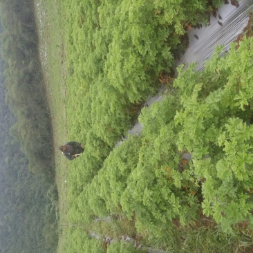 摸摸香种苗