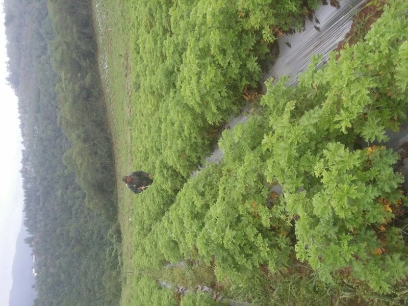 摸摸香种苗