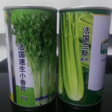 进口实心西芹种子
