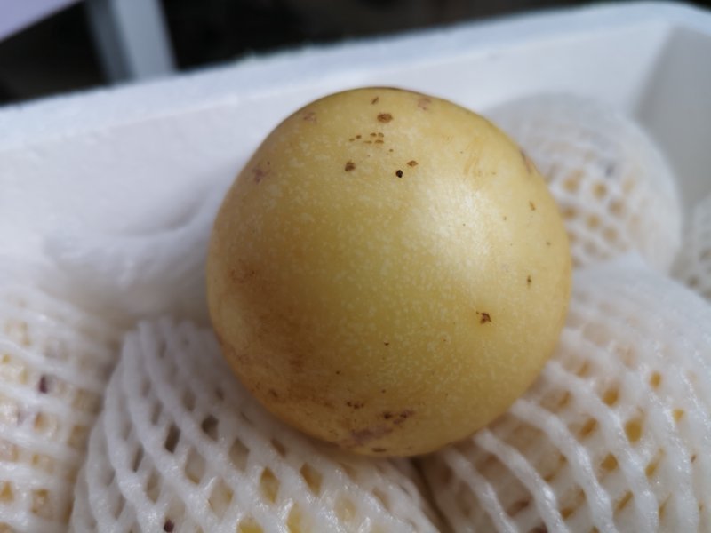 人参果